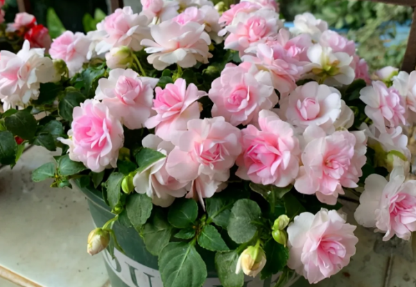 草花品种名称大全