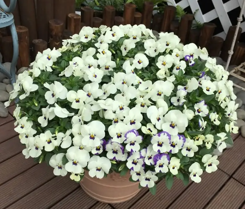 草花品种名称大全