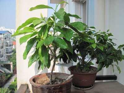白兰花怎么养得好 白兰花盆栽注意事项