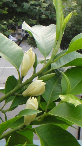 白兰花怎么养得好