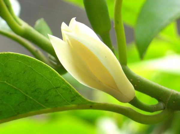 白兰花怎么养得好