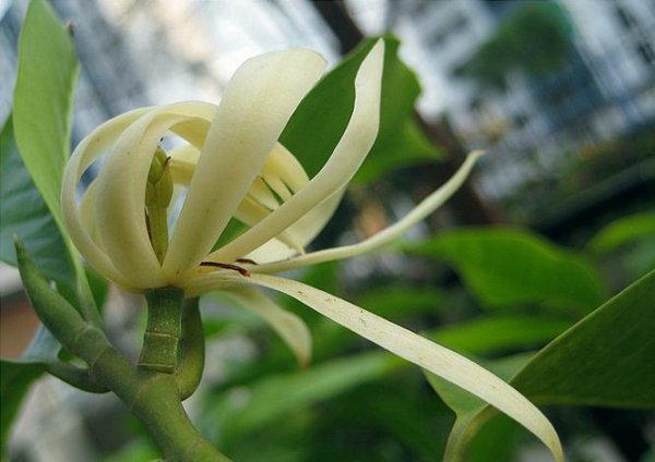 白兰花怎么养得好