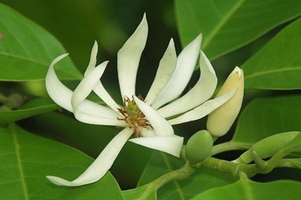 白兰花怎么养得好