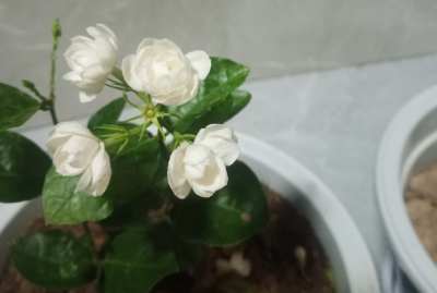 茉莉的养殖方法是什么 家庭盆栽茉莉养护技巧