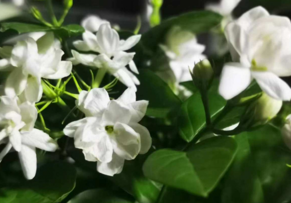 茉莉的养殖方法是什么