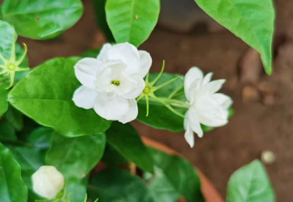 茉莉的养殖方法是什么