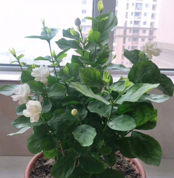 茉莉的养殖方法是什么