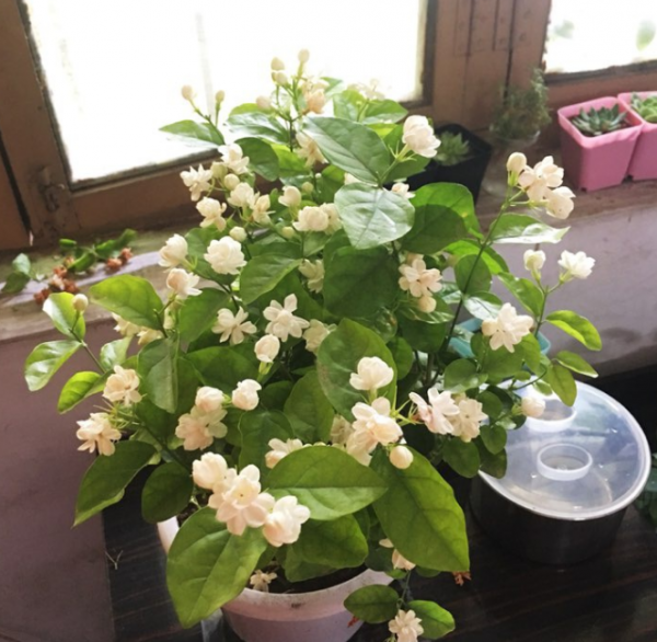 茉莉的养殖方法是什么
