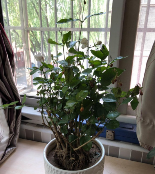 茉莉的养殖方法是什么