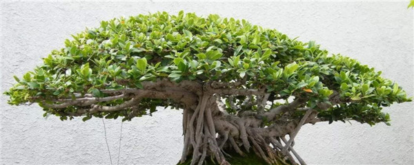 榕树盆景怎么养