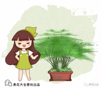 文竹图片大全 养殖文竹的方法技巧