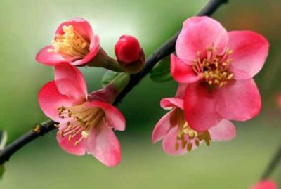 海棠花什么时候开 盆栽海棠花花期时间