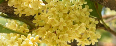 桂花树盆景怎么养 详解桂花树养护要点