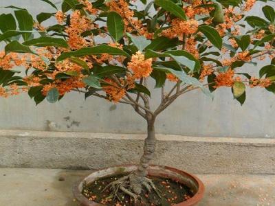 桂花树盆景怎么养