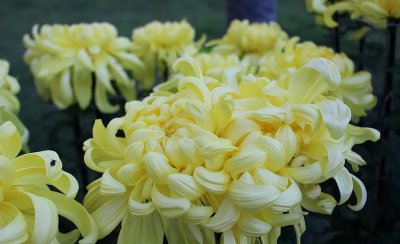 12月开什么花 12月最具代表性的花