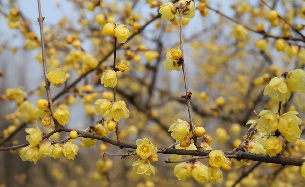 12月开什么花