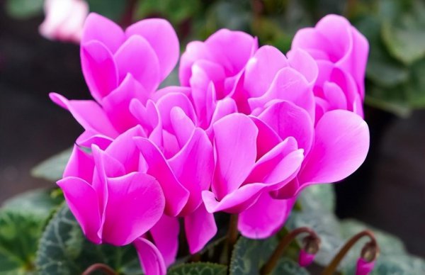 12月开什么花