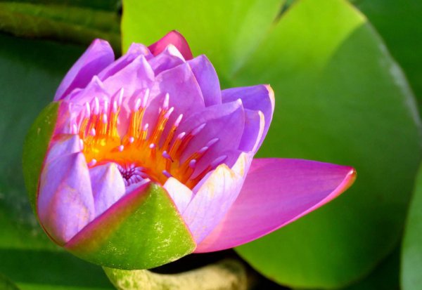 紫睡莲花语是什么