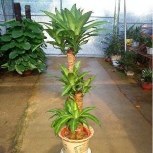 巴西铁盆栽怎么养 绿植巴西铁养护知识