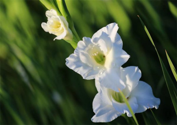 剑兰花花语是什么