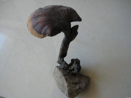 灵芝盆景怎么养