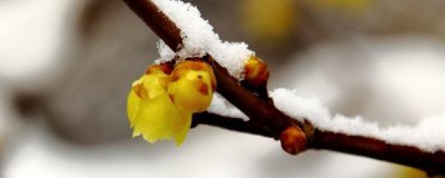 腊梅怎么养活 盆栽腊梅花的养护知识