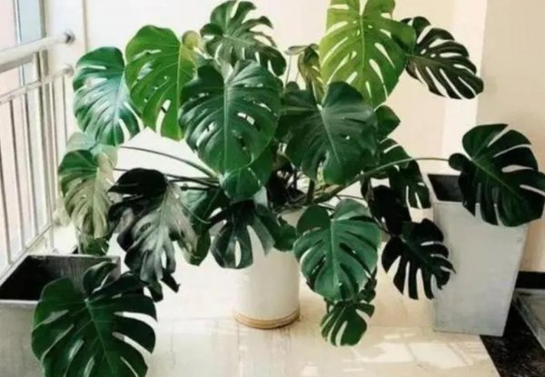 适合室内种植的花卉有哪些