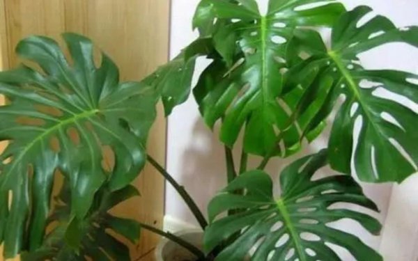 适合室内种植的花卉有哪些