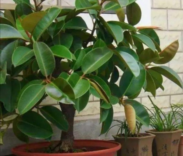 适合室内种植的花卉有哪些