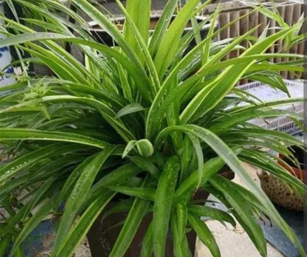 适合室内种植的花卉有哪些
