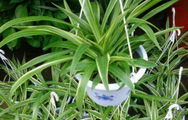 适合室内种植的花卉有哪些