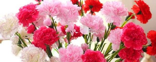 康乃馨花盆栽怎么养