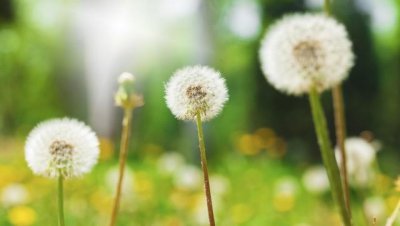 蒲公英的花语是什么 蒲公英的象征与寓意