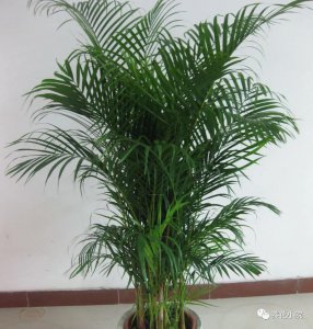 客厅什么植物好养活又好看 客厅好养的植物排名