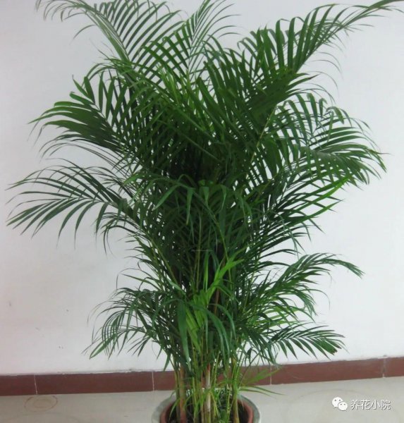 客厅什么植物好养活又好看