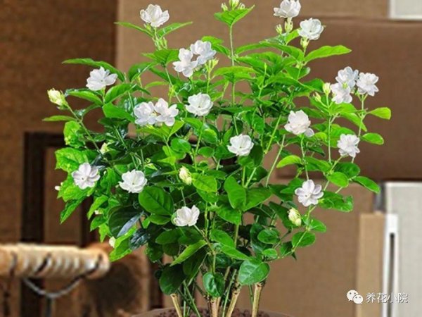 客厅什么植物好养活又好看