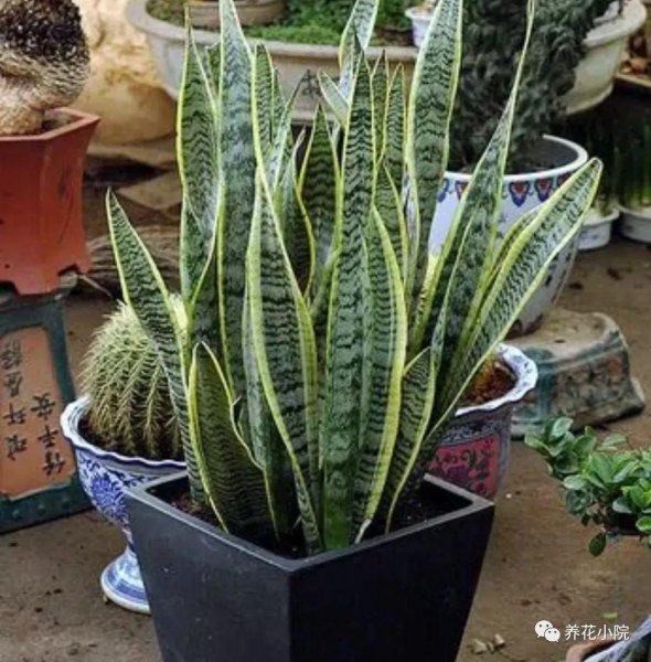 客厅什么植物好养活又好看