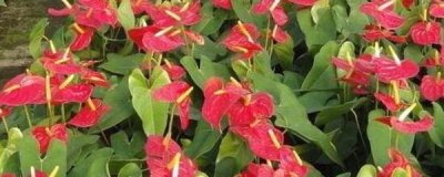 盆栽火鹤花怎么养才好 火鹤花的养护小窍门