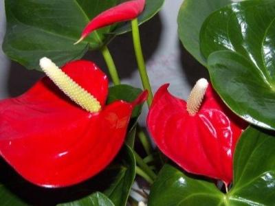 盆栽火鹤花怎么养才好