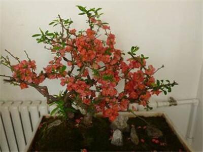 海棠盆花怎么养