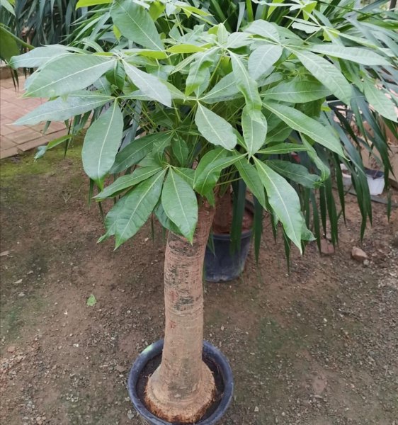 盆栽发财树怎么养