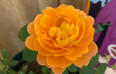 月季花什么品种最好 月季花必入品种排名