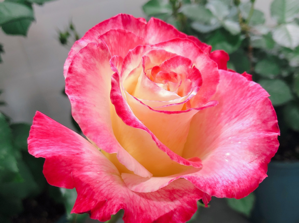 月季花什么品种最好