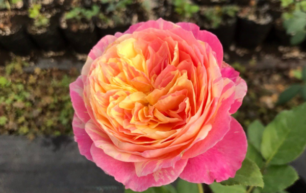 月季花什么品种最好