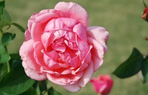 月季花什么品种最好