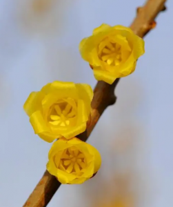 11月开的花有哪些 十一月具有代表性的花介绍