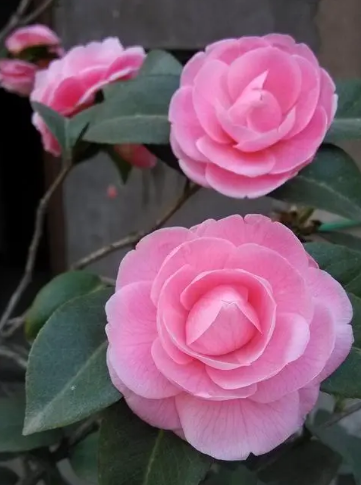 11月开的花有哪些