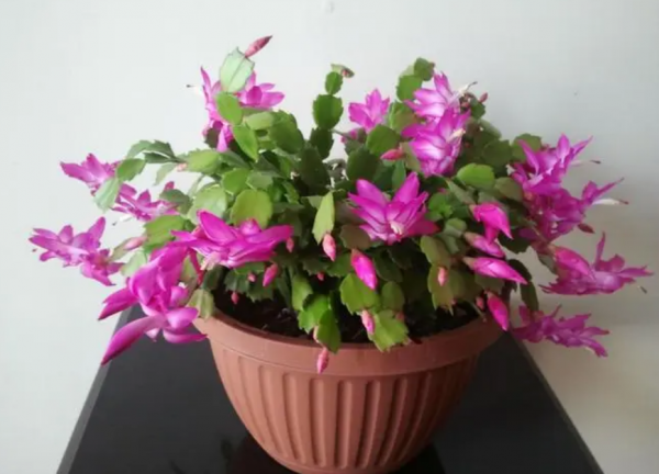 11月开的花有哪些