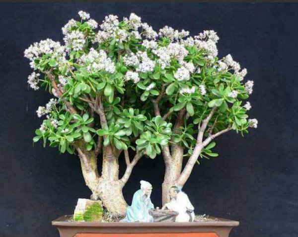 玉树盆景怎样修剪