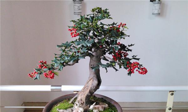 枸骨盆景怎么养护